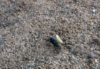 A fiddler crab in Wellfleet