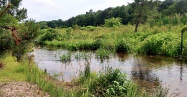 Coonamessett River restoration