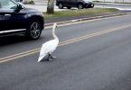 Swan on Katharine Lee Bates Road