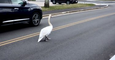 Swan on Katharine Lee Bates Road
