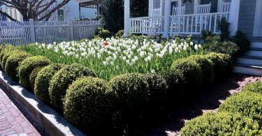 Provincetown spring flowers