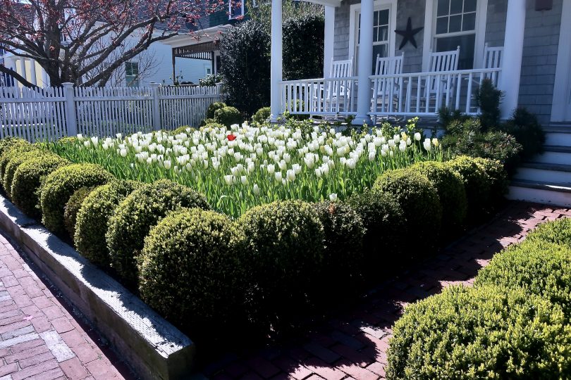 Provincetown spring flowers