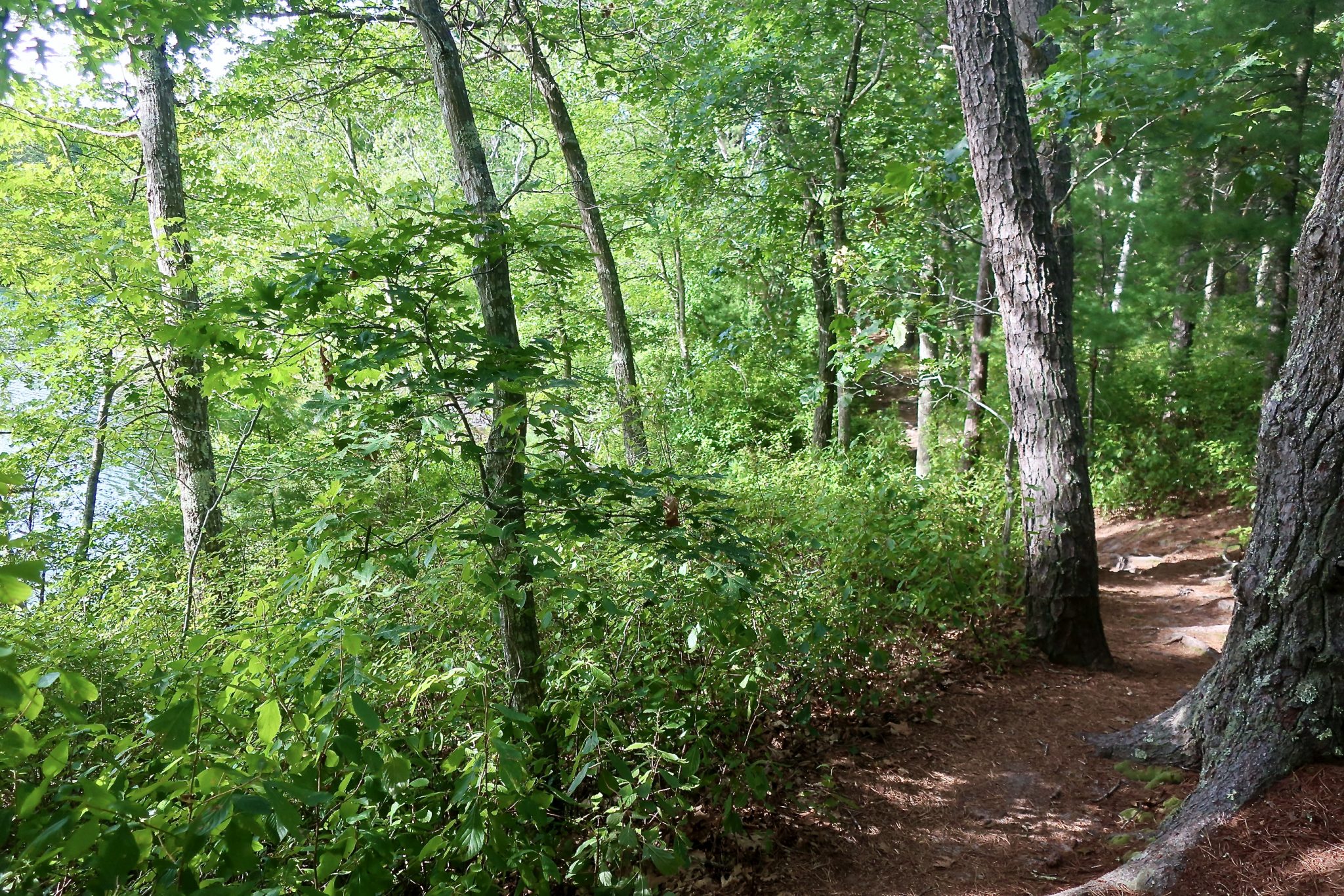 Eagle Pond, Cotuit Slideshow Cape Cod Wave