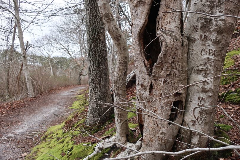 Beech Forest Trail, Provincetown