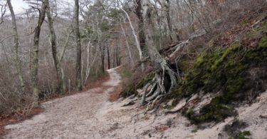 Beech Forest Trail, Provincetown