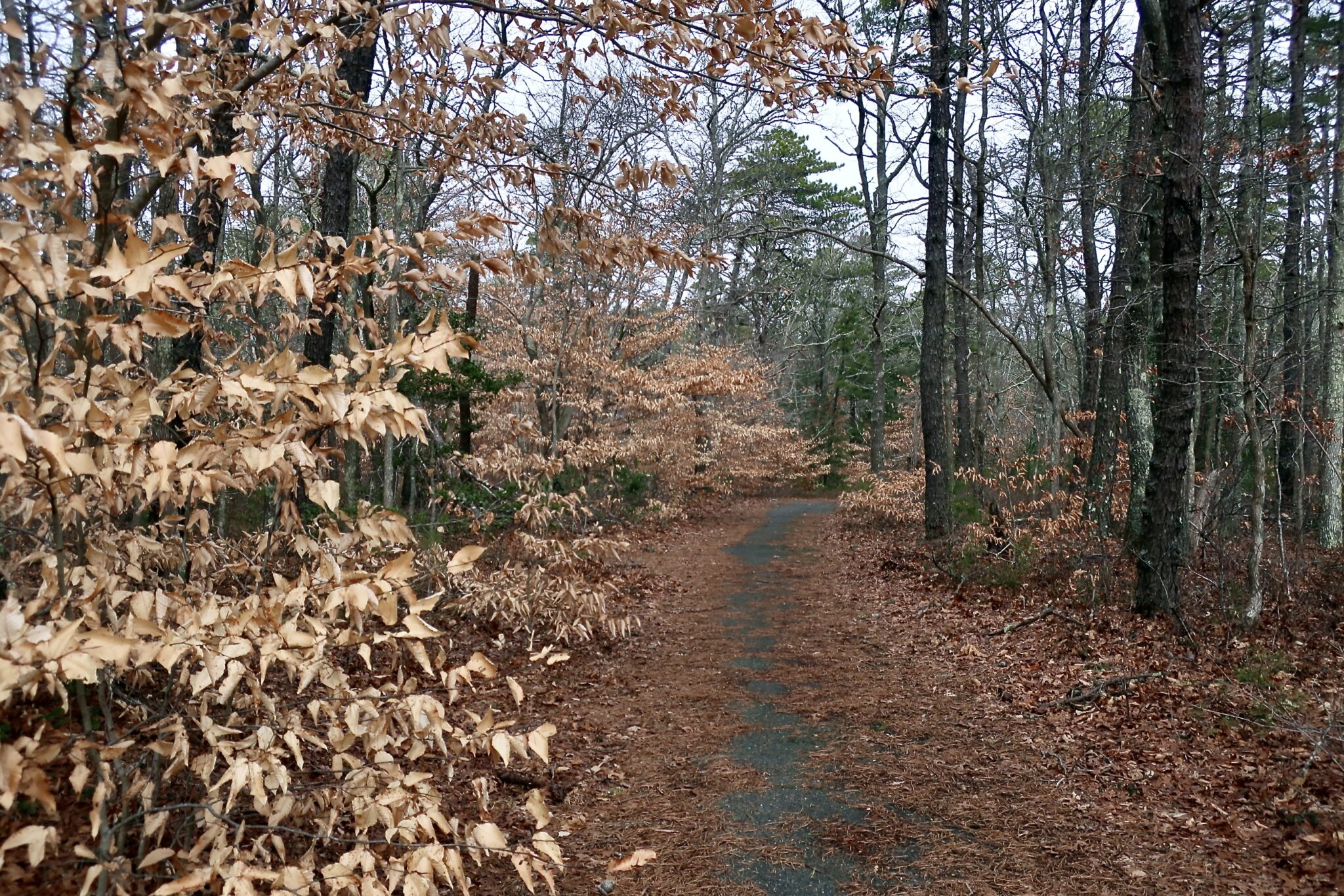 Pickerel Cove Recreation Area, Mashpee – Slideshow - Cape Cod Wave