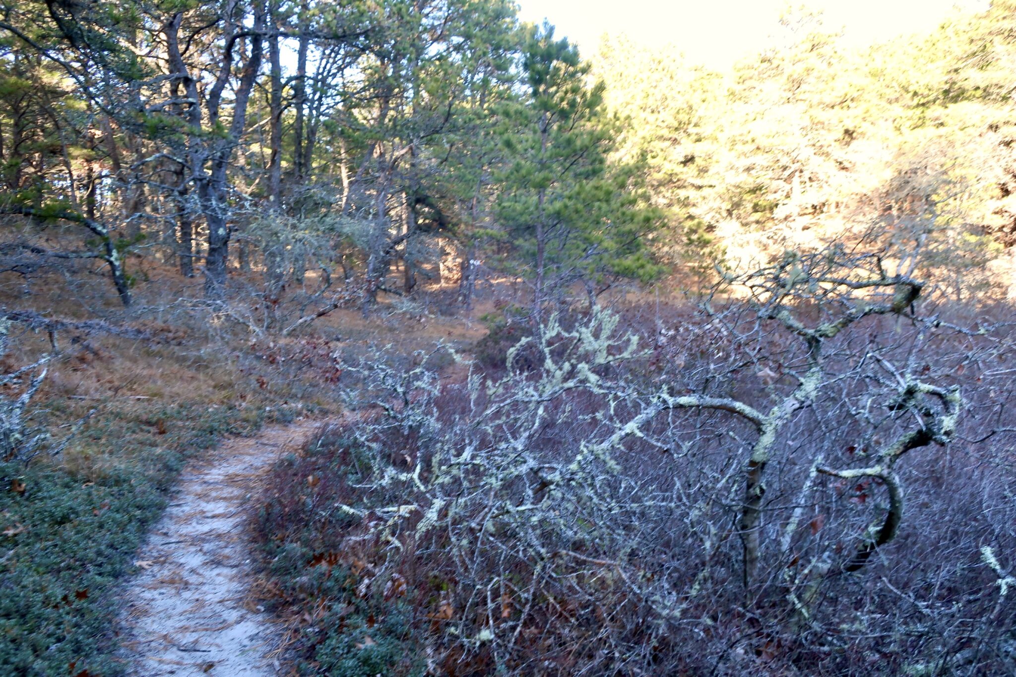 Herring River Overlook Trail, Wellfleet Slide Show Cape Cod Wave