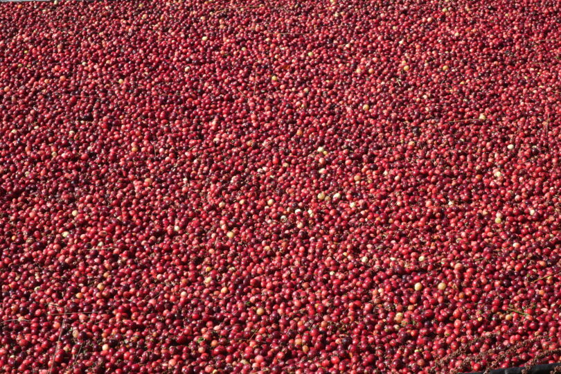 West Falmouth cranberry bog