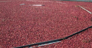 West Falmouth cranberry bog