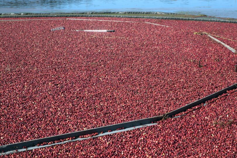 West Falmouth cranberry bog