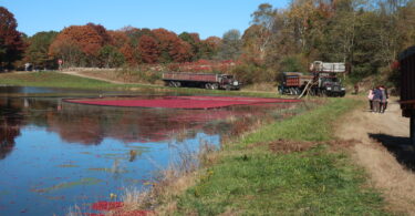 West Falmouth cranberry bog