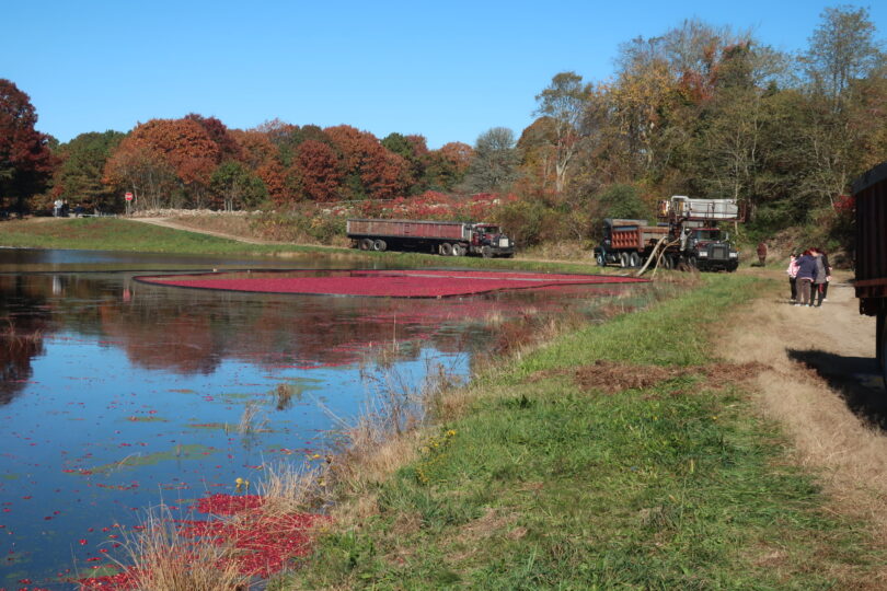 West Falmouth cranberry bog