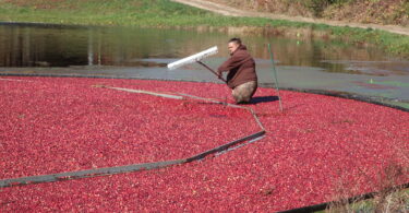 West Falmouth cranberry bog