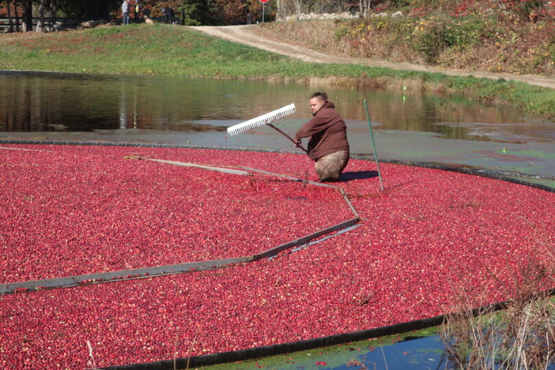 West Falmouth cranberry bog