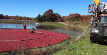 West Falmouth cranberry bog