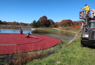 West Falmouth cranberry bog