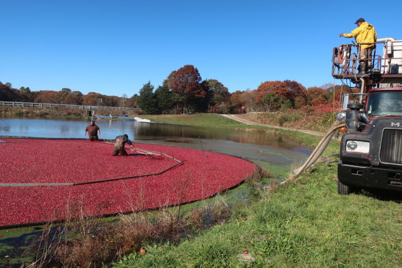 West Falmouth cranberry bog