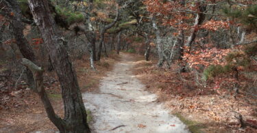 Atlantic White Cedar Swamp