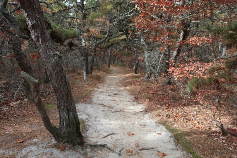 Atlantic White Cedar Swamp