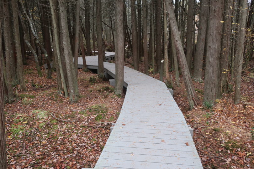 Atlantic White Cedar Swamp