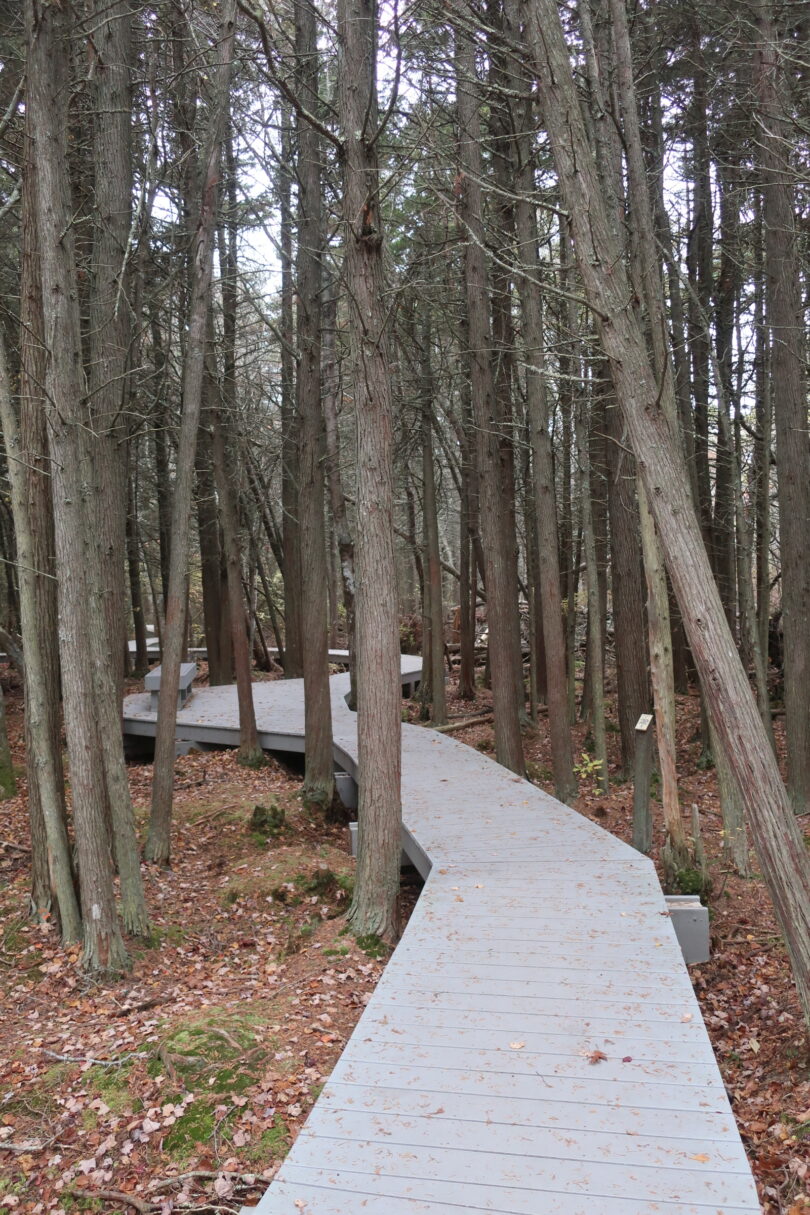 Atlantic White Cedar Swamp