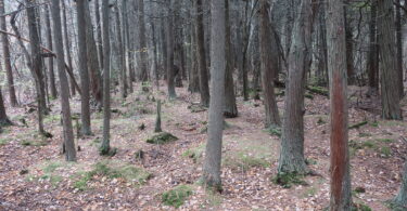 Atlantic White Cedar Swamp