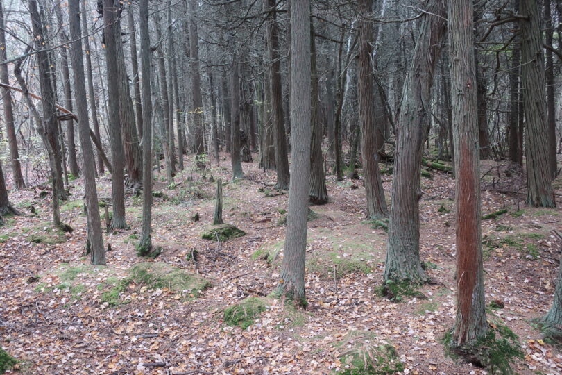 Atlantic White Cedar Swamp