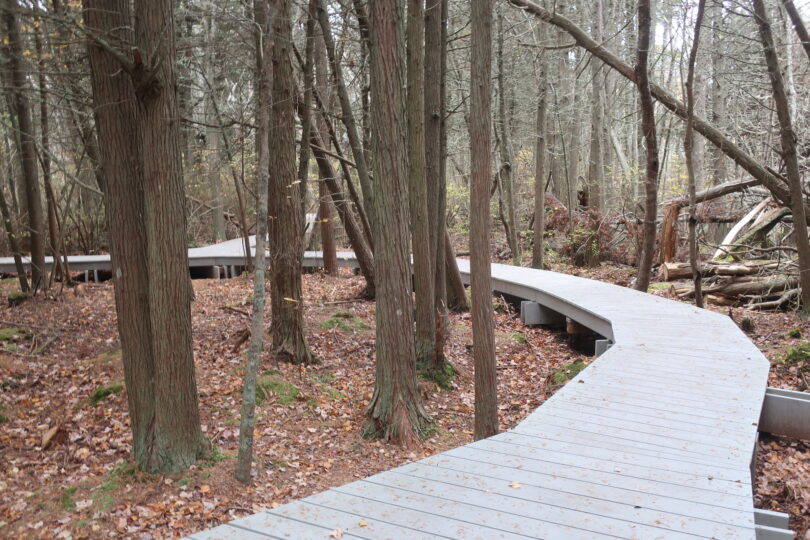 Atlantic White Cedar Swamp