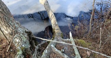 Fresh Pond Conservation Land, Dennis
