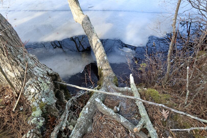 Fresh Pond Conservation Land, Dennis