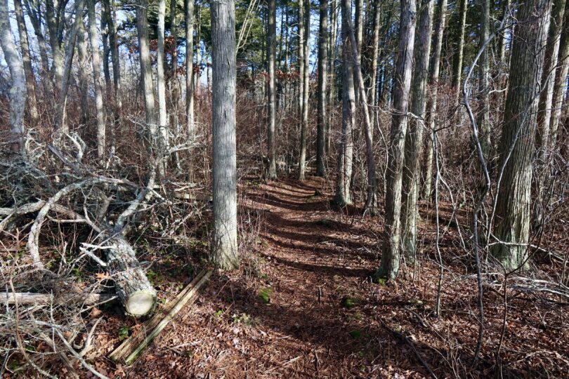 Fresh Pond Conservation Land, Dennis