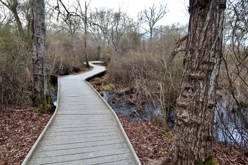 Fort Hill, Red Maple Swamp