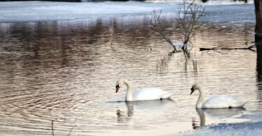 Robert F. Smith Cold Brook Preserve
